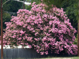 Tyler's Crape Myrtles