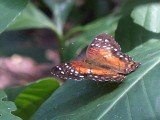 Red Peacock