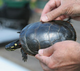 Painted Turtle Markings