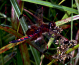 Red Dragonfly with Saddlebags