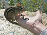 Peter and the Chipmunk