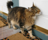 Augie, the Maine Coon Cat