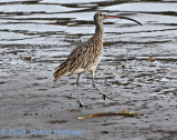 Eastern Curlew (Non-breeding) Numenius madagascariensis