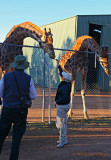 Jan feeding the Giraffes