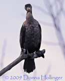 Cormorant