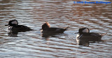 Two Males and one Female Hooded Mergansers