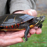 Peter rescued a painted turtle