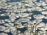 Lily pads in the sun
