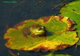 Bullfrog on a lily pad