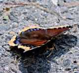 Mourning Cloak Butterfly in Stealth Mode