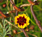Coreopsis with mesh