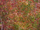 Vermont leaf color