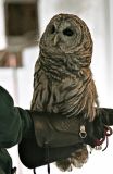 Strix varia (Barred owl)
