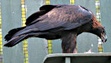 Golden Eagle