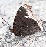 Mourning cloak camouflage