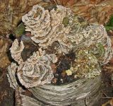 Shelf Mushroom on Birch Stump