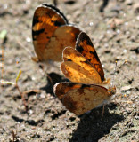 Crescent Butterflies in the garden
