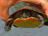 Painted Turtle and Peter