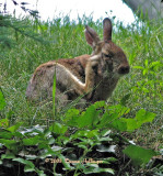 Hare Scratching