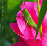 Grasshopper babies