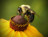 Big Bee