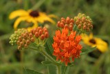 Butterflyweed and Brown eyed susans