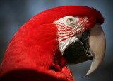 Red head at Grants Farm