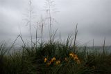 beach blossoms.jpg