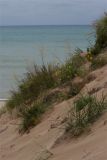 dune flowers.jpg