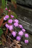 flowers and wood.jpg