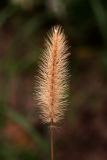 fox tail.jpg