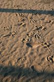 gull tracks 1.jpg