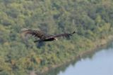 From a vultures perspective