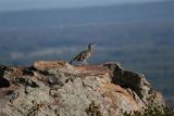 road runner