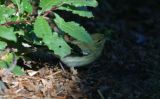 Blackpoll Warbler