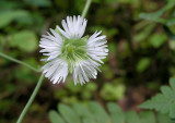 Silene stellata