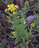 Hypericum sphaerocarpum