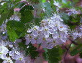 Crataegus marshallii