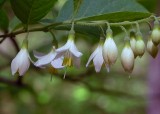 Styrax grandifolius