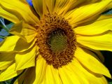 A very pretty sunflower.... :)