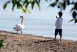 Little boy and the swan...