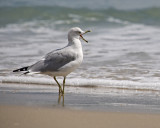 gull talking