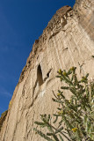 Bandelier Cactus