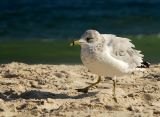 gull dance