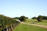 Vineyard Fields