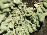 lichen green