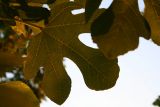 Fig leaf
