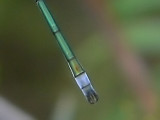 Pudrad smaragdflickslända - Lestes sponsa - Common Spreadwing