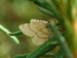 Ockragul buskmätare - Macaria brunneata (Itame b.) - Rannoch Looper