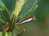 Prlgrsmott - Catoptria margaritella